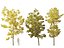 Robinia pseudoacacia - Robinia 03