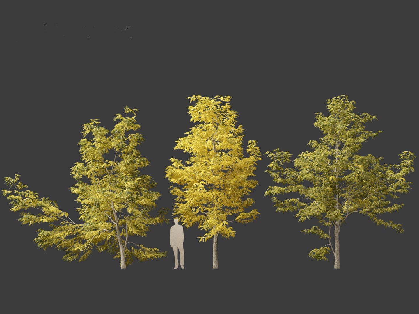 Robinia pseudoacacia - Black locust 03 3D model https://p.turbosquid.com/ts-thumb/FZ/J34QtG/TI/robiniapseudoacacia034/jpg/1696777004/1920x1080/fit_q87/8f3332d4a2cd46ba8475994798e3e196354a1fb3/robiniapseudoacacia034.jpg