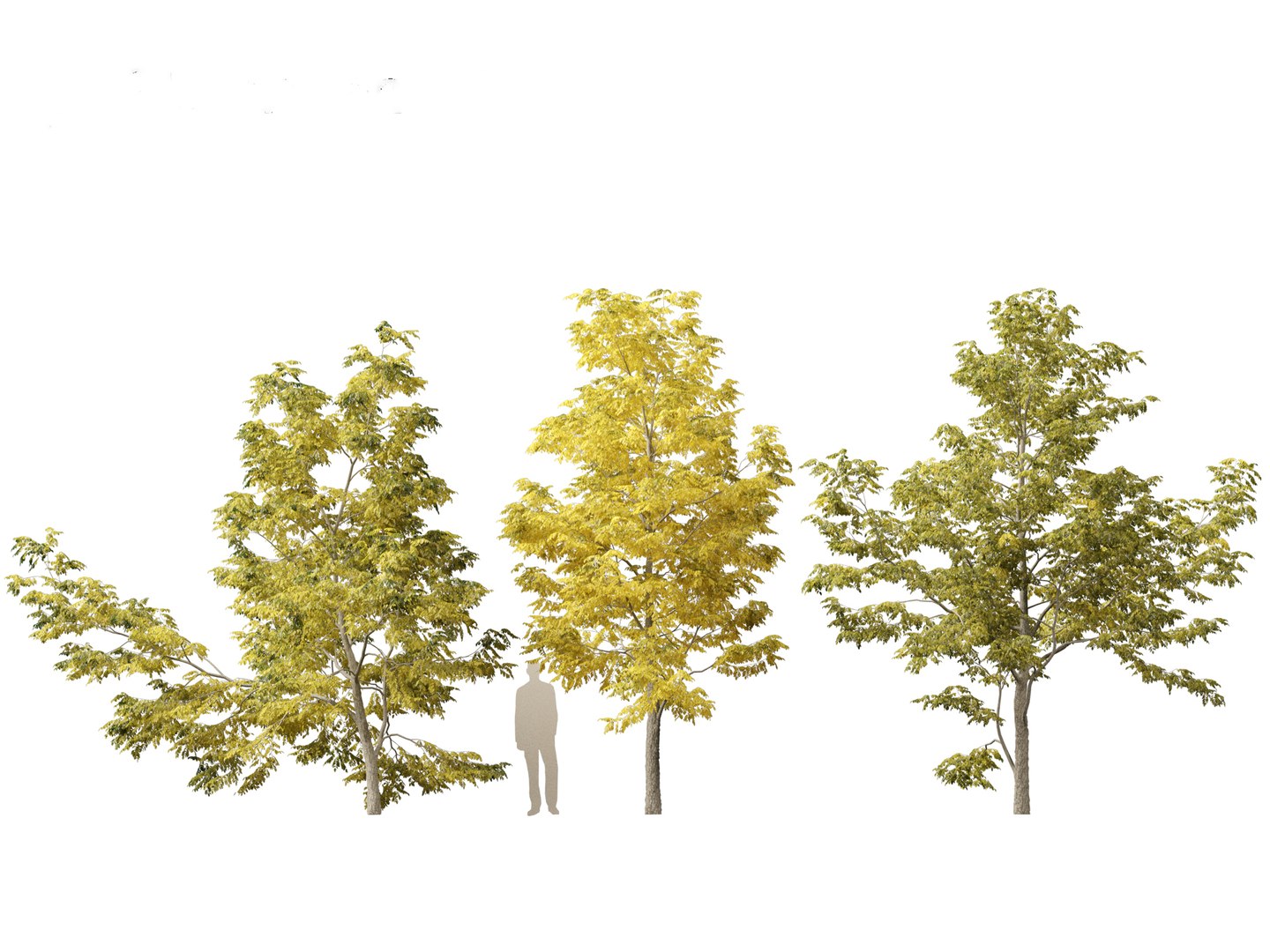 Robinia pseudoacacia - Black locust 03 3D model https://p.turbosquid.com/ts-thumb/FZ/J34QtG/XG/robiniapseudoacacia033/jpg/1696776997/1920x1080/fit_q87/60d841411d486ae6a28edaeaf94ea231a91659f4/robiniapseudoacacia033.jpg