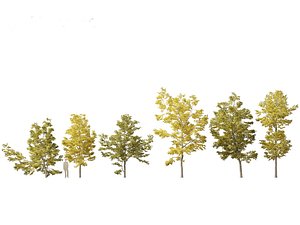 Robinia pseudoacacia - Black locust 03