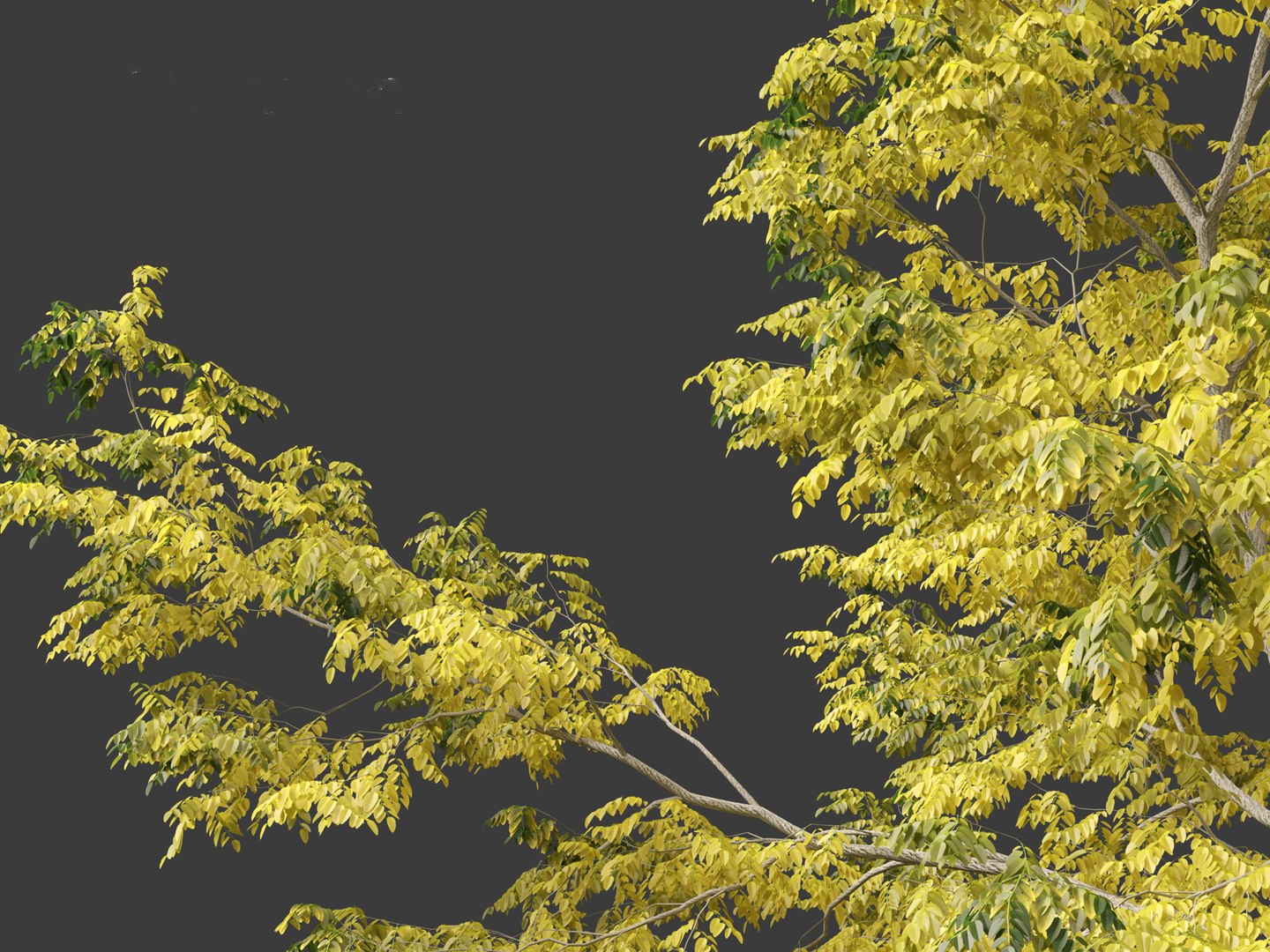 Robinia pseudoacacia - Black locust 03 3D model https://p.turbosquid.com/ts-thumb/FZ/J34QtG/ie/robiniapseudoacacia038/jpg/1696777033/1920x1080/fit_q87/3171025efc6f280b9b24c033b2508a00b0f64024/robiniapseudoacacia038.jpg