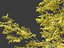 Robinia pseudoacacia - Robinia 03