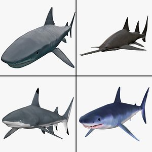 Sharks Collection 4