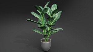 Rubber Plant model