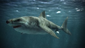 obj great white shark