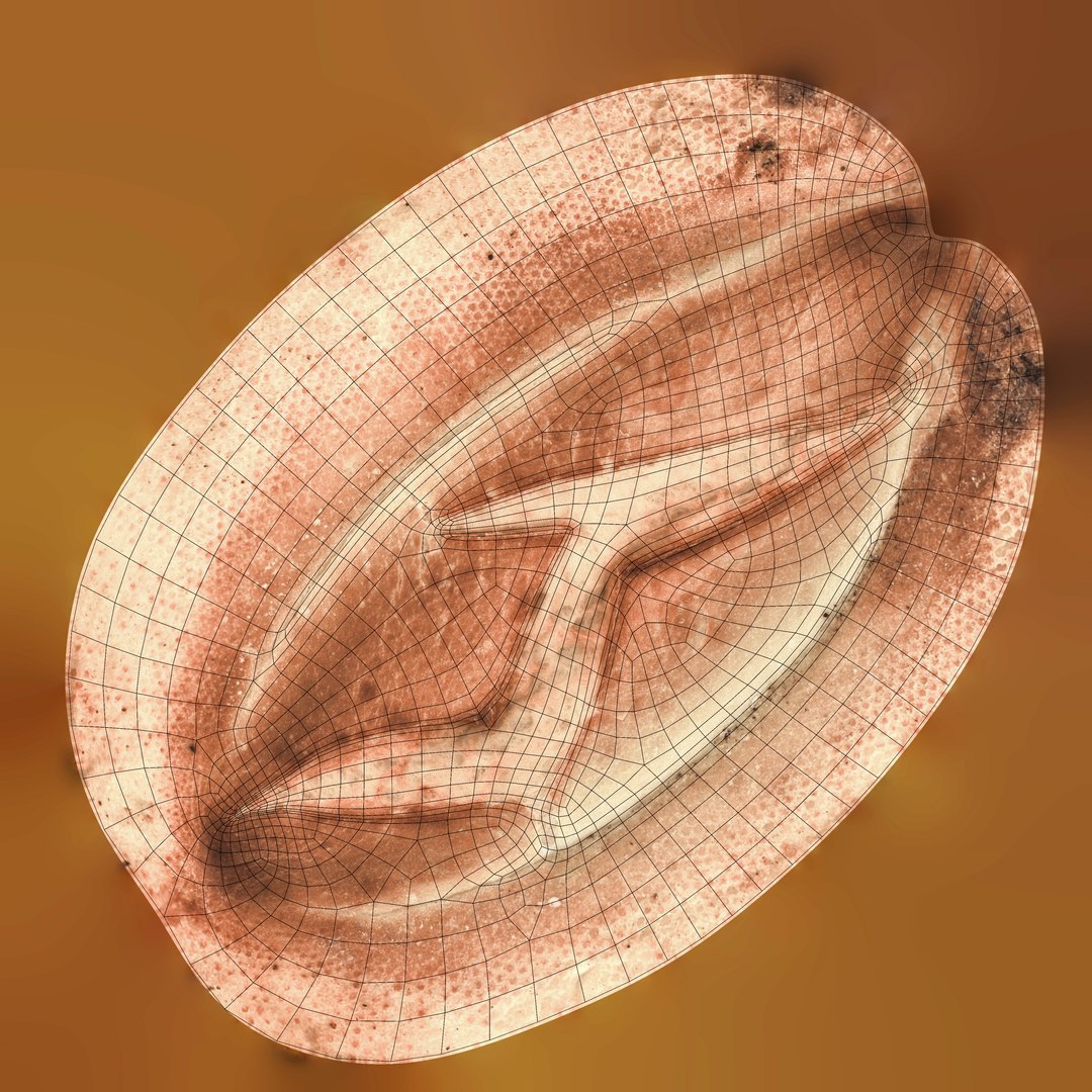 Baguette Shot 3D model https://p.turbosquid.com/ts-thumb/FZ/ks0YiM/8r/uv_wire_bcolor/jpg/1715169706/1920x1080/fit_q87/b207254f3e1da1f61d7660107ffb50ea32e50a12/uv_wire_bcolor.jpg