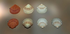 3D Mussel 01 - Triangle Mesh - Decal model