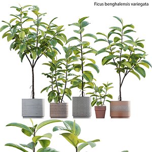 3D Ficus benghalensis model