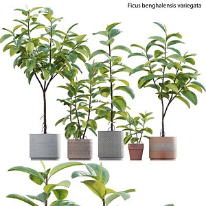 Ficus benghalensis