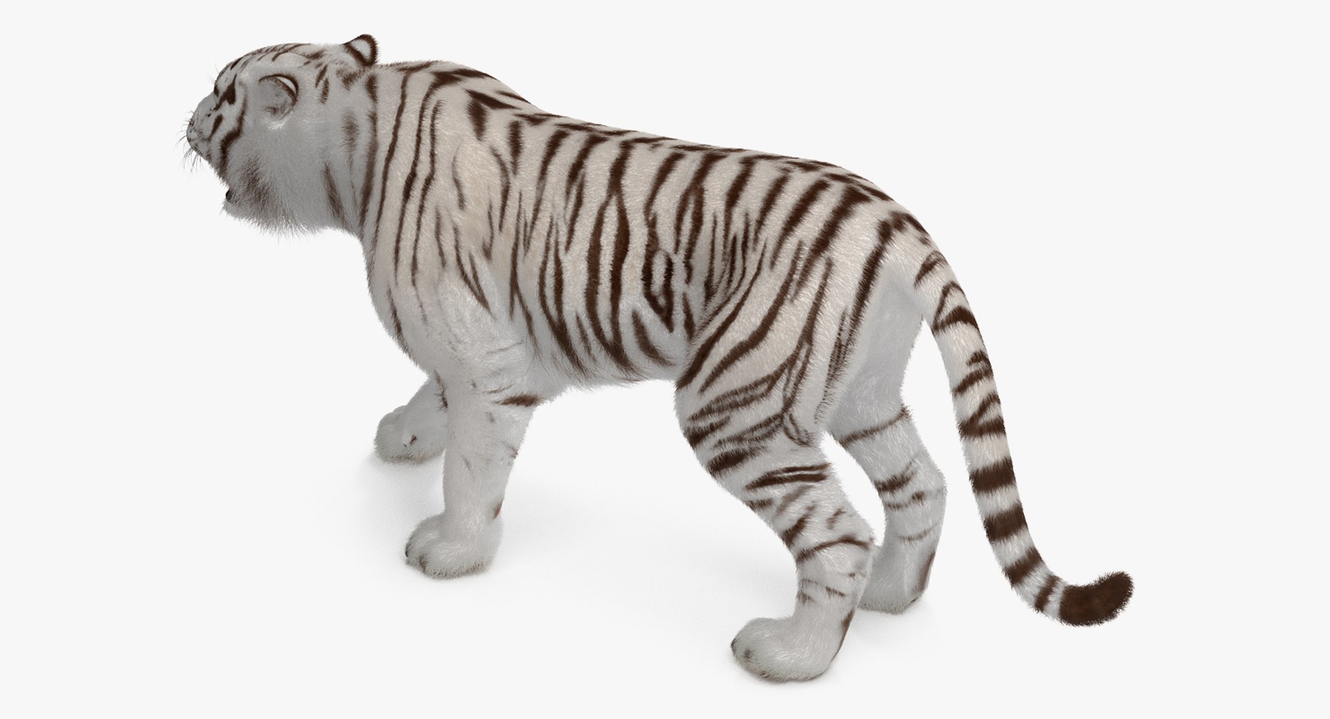 3D Model White Tiger Roar Fur - TurboSquid 1271733