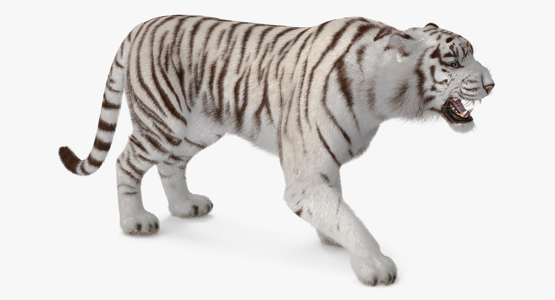 3D Model White Tiger Roar Fur - TurboSquid 1271733