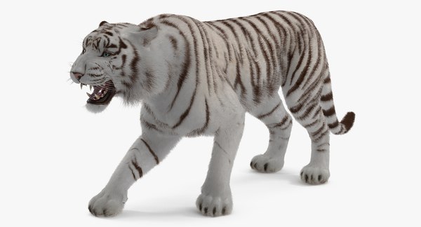 3D model white tiger roar fur - TurboSquid 1271733