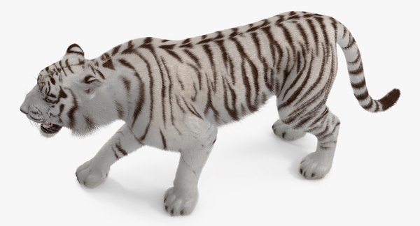 3D model white tiger roar fur - TurboSquid 1271733