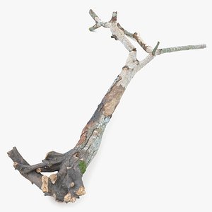 tree broken withered roots 3D model