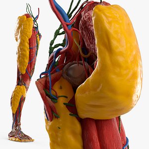 3D Anatomical Right Leg Model Showing Veins and Fat model
