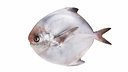 Pomfret Fish