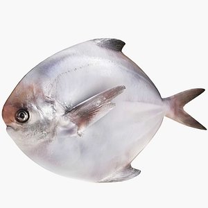 Pomfret Fish 3D model