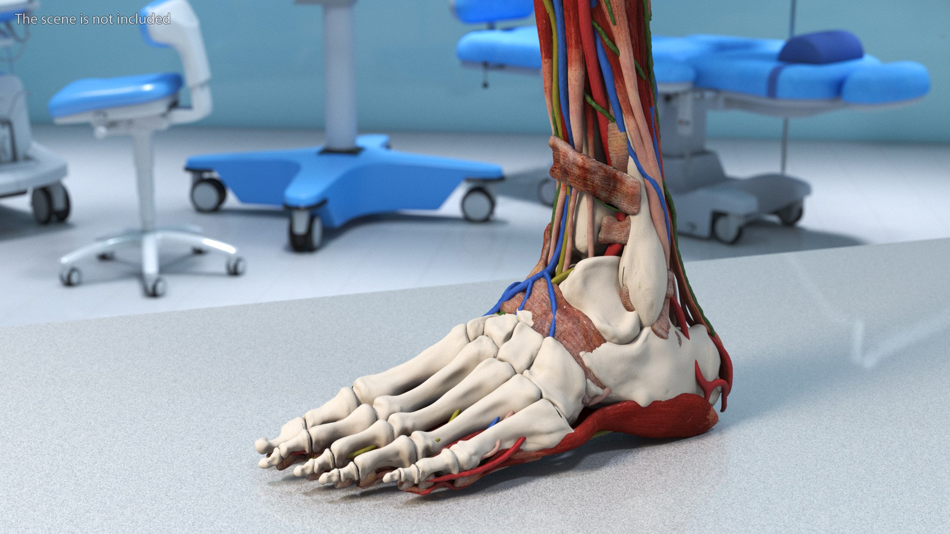 Leg Anatomy Asian Man model https://p.turbosquid.com/ts-thumb/Fa/DqxCkj/1m/leg_anatomy_asian_man_003/jpg/1730649661/1920x1080/fit_q87/ef154c4a1dbe68abac55d50e0f50954270256338/leg_anatomy_asian_man_003.jpg