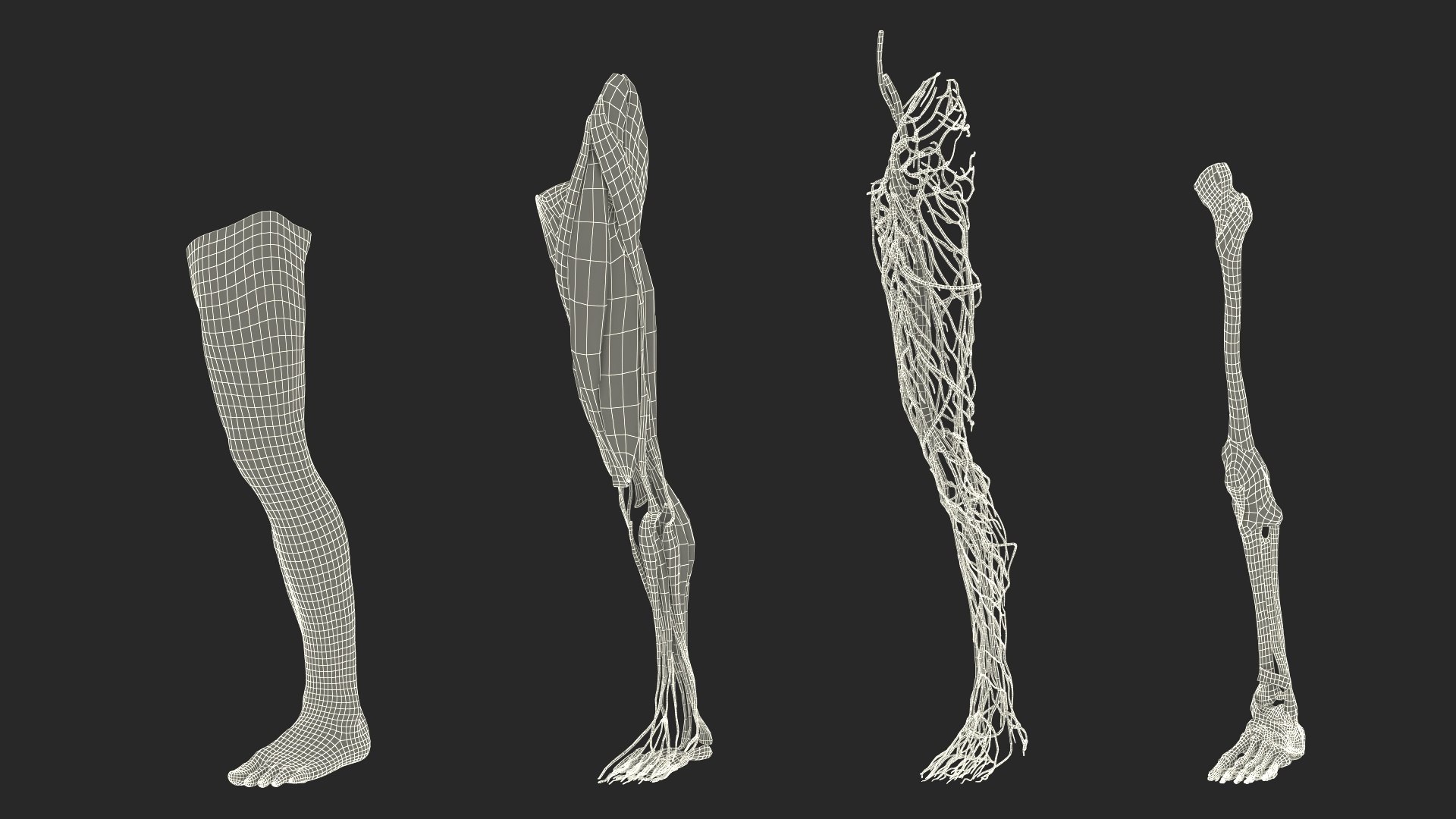 Leg Anatomy Asian Man model https://p.turbosquid.com/ts-thumb/Fa/DqxCkj/Cr/leg_anatomy_asian_man_023/jpg/1730649744/1920x1080/fit_q87/c64d0e27f9b6fff23c179b2b380cd30669ecf9e6/leg_anatomy_asian_man_023.jpg