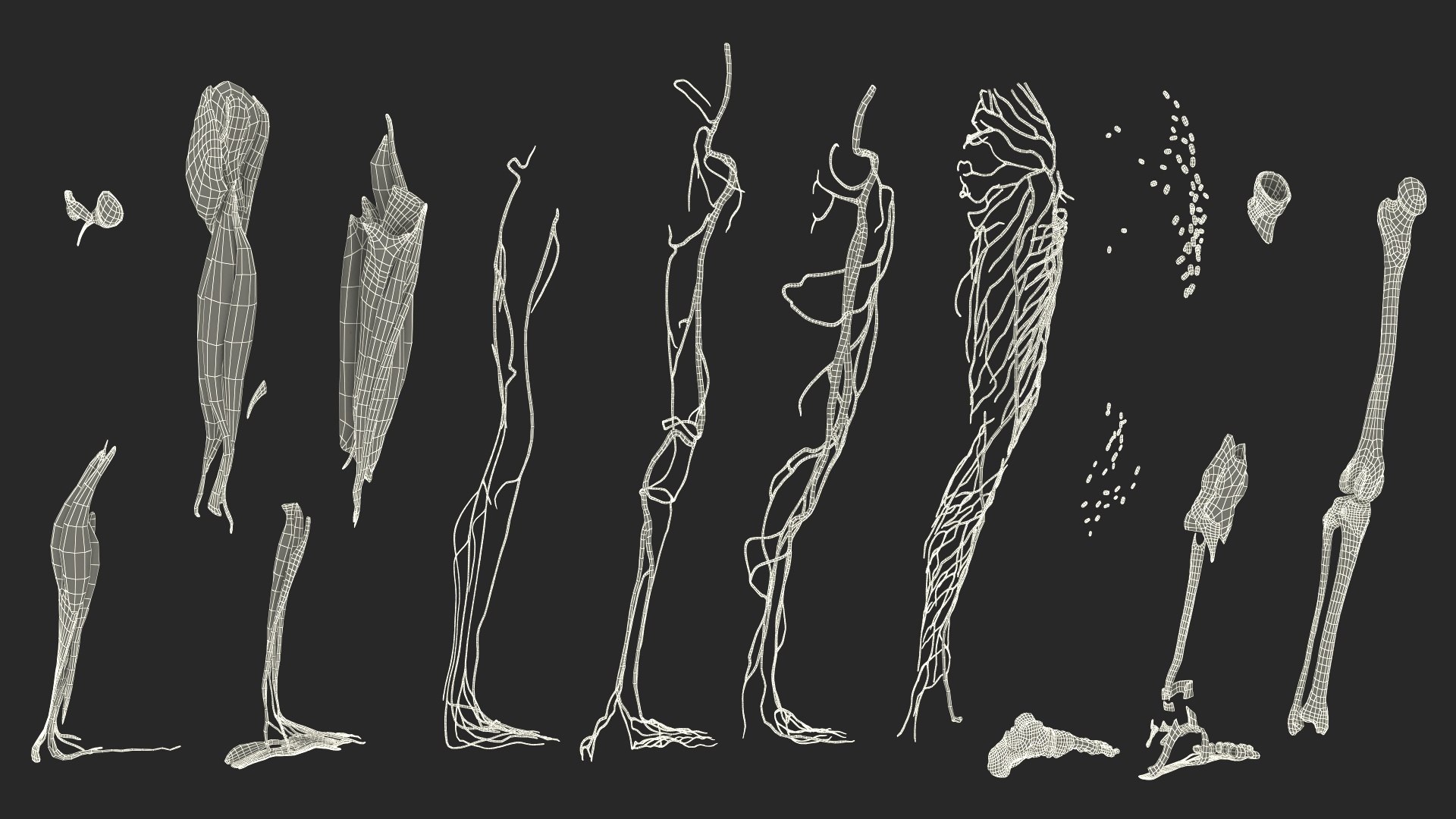 Leg Anatomy Asian Man model https://p.turbosquid.com/ts-thumb/Fa/DqxCkj/Hr/leg_anatomy_asian_man_025/jpg/1730649753/1920x1080/fit_q87/6e967f6401aaf6435e526f63cdf9c1c71680309a/leg_anatomy_asian_man_025.jpg