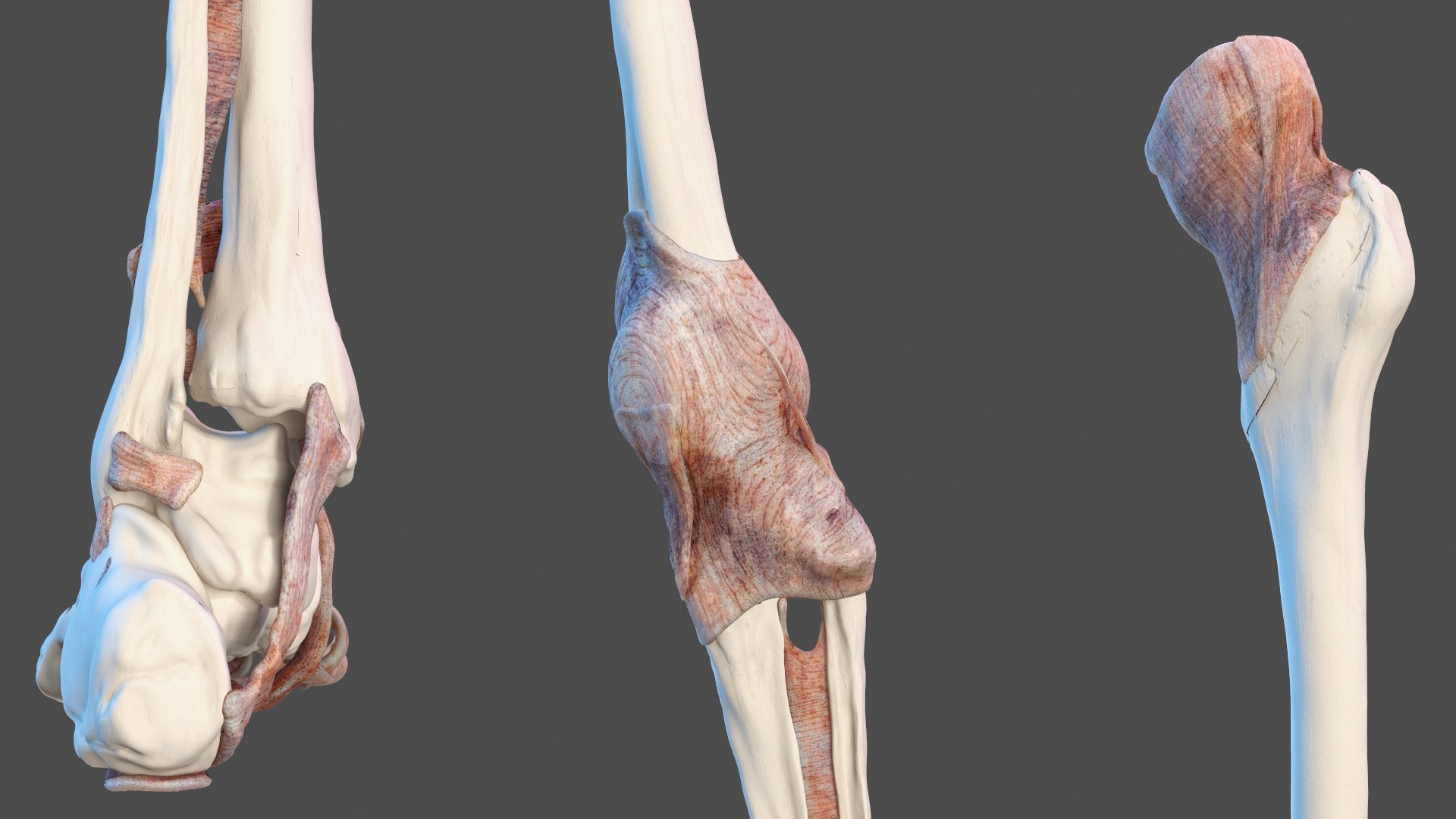 Leg Anatomy Asian Man model https://p.turbosquid.com/ts-thumb/Fa/DqxCkj/Nb/leg_anatomy_asian_man_014/jpg/1730649707/1920x1080/fit_q87/06d8ab66bd51338abbc5bcd94003d8d952f86670/leg_anatomy_asian_man_014.jpg