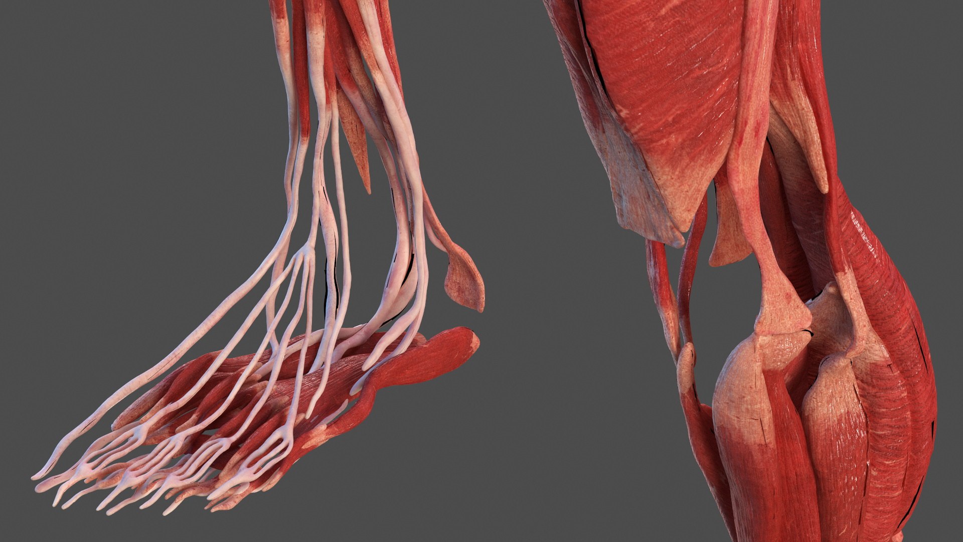 Leg Anatomy Asian Man model https://p.turbosquid.com/ts-thumb/Fa/DqxCkj/RS/leg_anatomy_asian_man_009/jpg/1730649687/1920x1080/fit_q87/ecbfc1dd3130782aa416217ff5363a71f166577e/leg_anatomy_asian_man_009.jpg