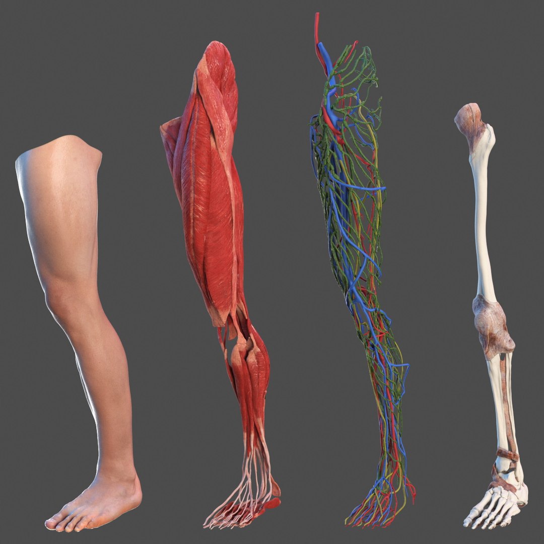 Detailed Male Leg Anatomy 3D model preview