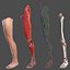 Anatomia da perna Homem asiático