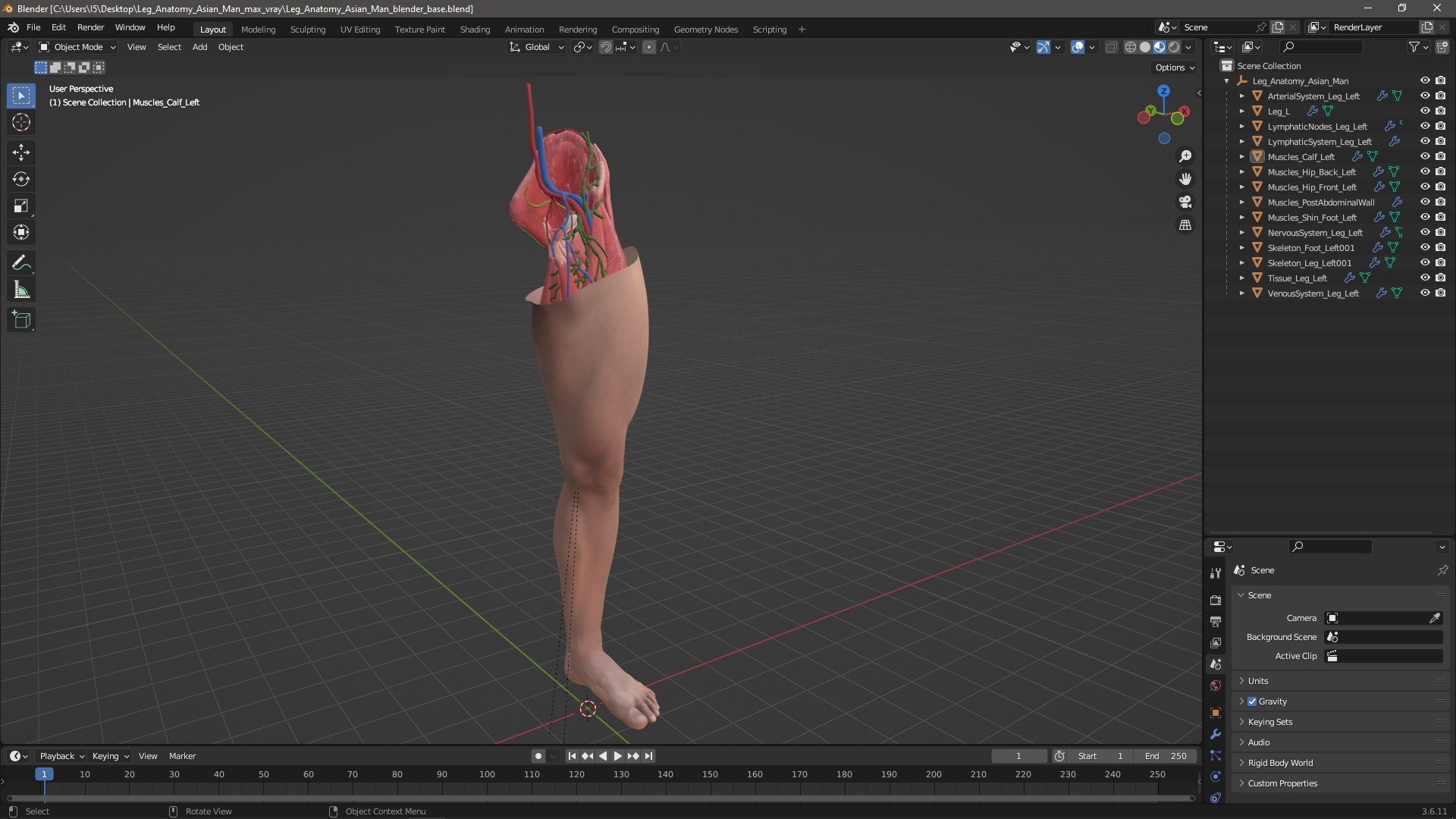 Leg Anatomy Asian Man model https://p.turbosquid.com/ts-thumb/Fa/DqxCkj/Ur/leg_anatomy_asian_man_1001/jpg/1730649782/1920x1080/fit_q87/a5ca176e1845f6e22143730c343930eb457bd9b0/leg_anatomy_asian_man_1001.jpg