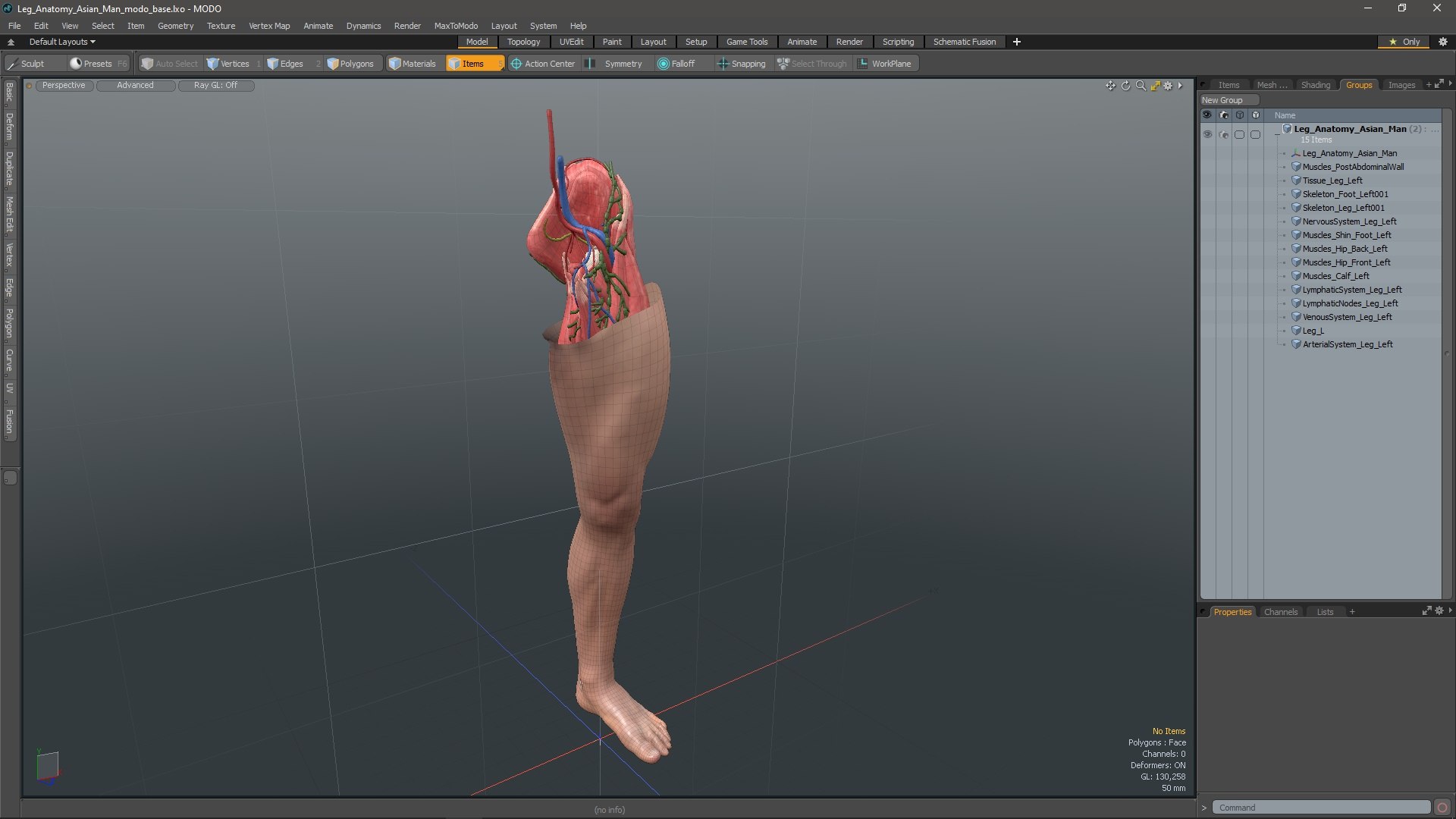 Leg Anatomy Asian Man model https://p.turbosquid.com/ts-thumb/Fa/DqxCkj/ab/leg_anatomy_asian_man_1002/jpg/1730649785/1920x1080/fit_q87/1bc551df0258629461eda4cd94cc7e9c432c2859/leg_anatomy_asian_man_1002.jpg