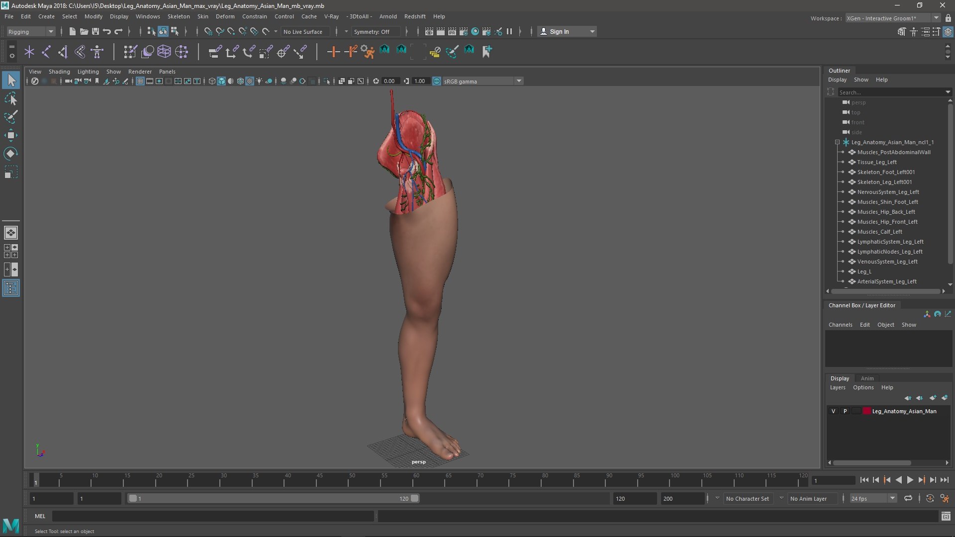 Leg Anatomy Asian Man model https://p.turbosquid.com/ts-thumb/Fa/DqxCkj/h4/leg_anatomy_asian_man_1004/jpg/1730649793/1920x1080/fit_q87/3a9a4266ca319232f560d243f44f89441ddbb2b1/leg_anatomy_asian_man_1004.jpg