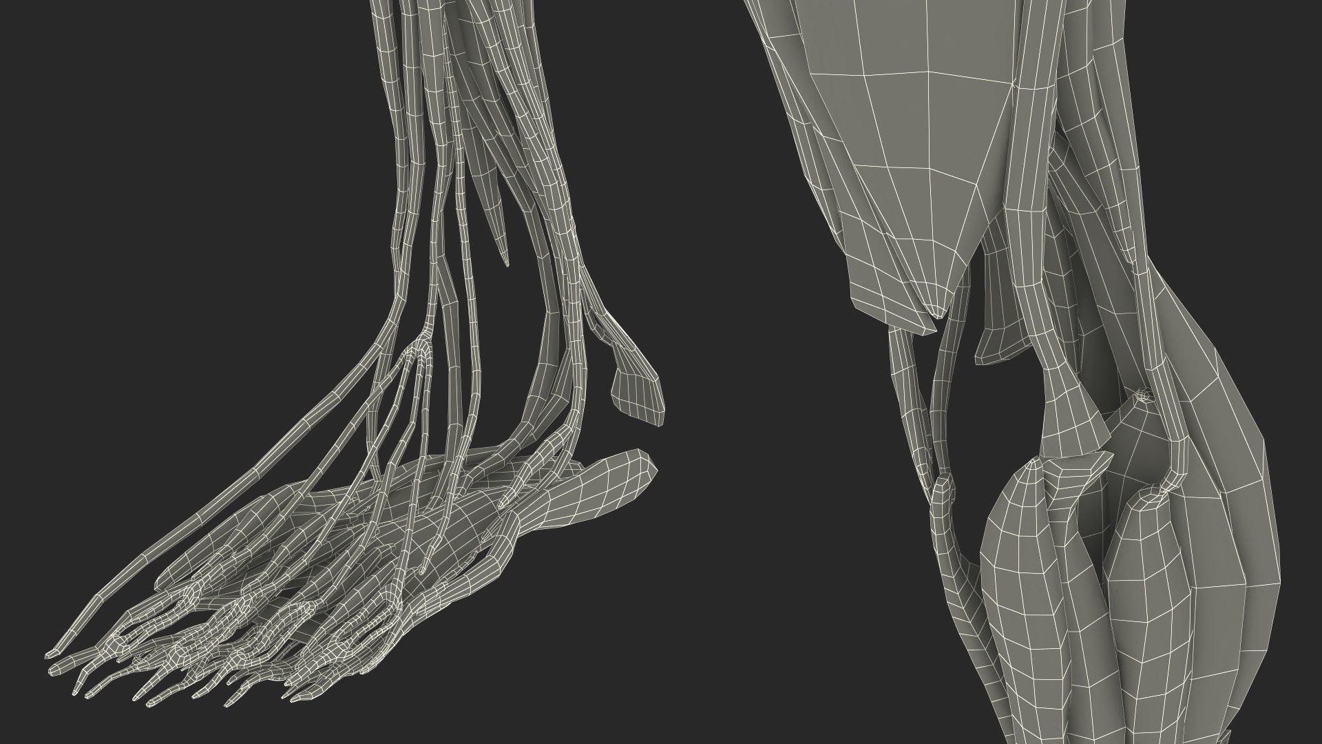 Leg Anatomy Asian Man model https://p.turbosquid.com/ts-thumb/Fa/DqxCkj/o0/leg_anatomy_asian_man_026/jpg/1730649757/1920x1080/fit_q87/8313745545fa1c9b4eedb4877c2d48b8683110f7/leg_anatomy_asian_man_026.jpg