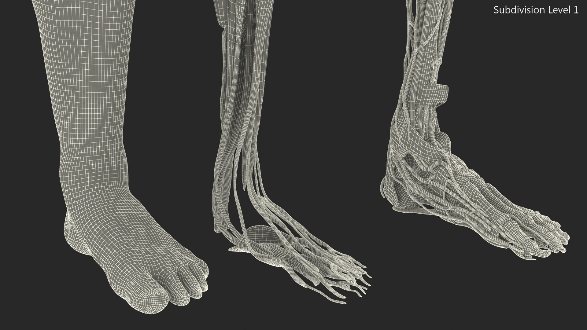 Leg Anatomy Asian Man model https://p.turbosquid.com/ts-thumb/Fa/DqxCkj/ue/leg_anatomy_asian_man_018/jpg/1730649725/1920x1080/fit_q87/5b0ede32953b6a9a7095e3d1869f7ef3fc62fab6/leg_anatomy_asian_man_018.jpg