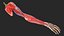 Arm Skin and Anatomy Asian Female 3D model