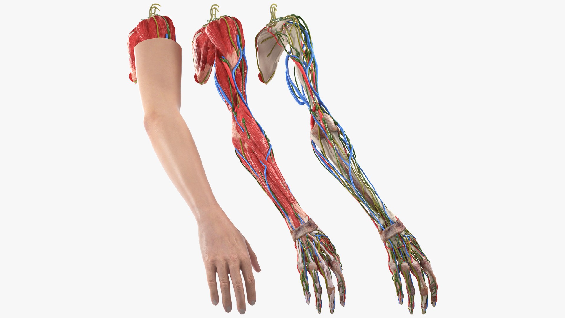 Arm Skin and Anatomy Asian Female 3D model https://p.turbosquid.com/ts-thumb/Fa/IYupk9/Kw/reproduction__arm_skin_and_anatomy_asian_female_001/jpg/1734006890/1920x1080/fit_q87/d2a2444c3680128eb4a7ceb2eeb6167105e4e76d/reproduction__arm_skin_and_anatomy_asian_female_001.jpg