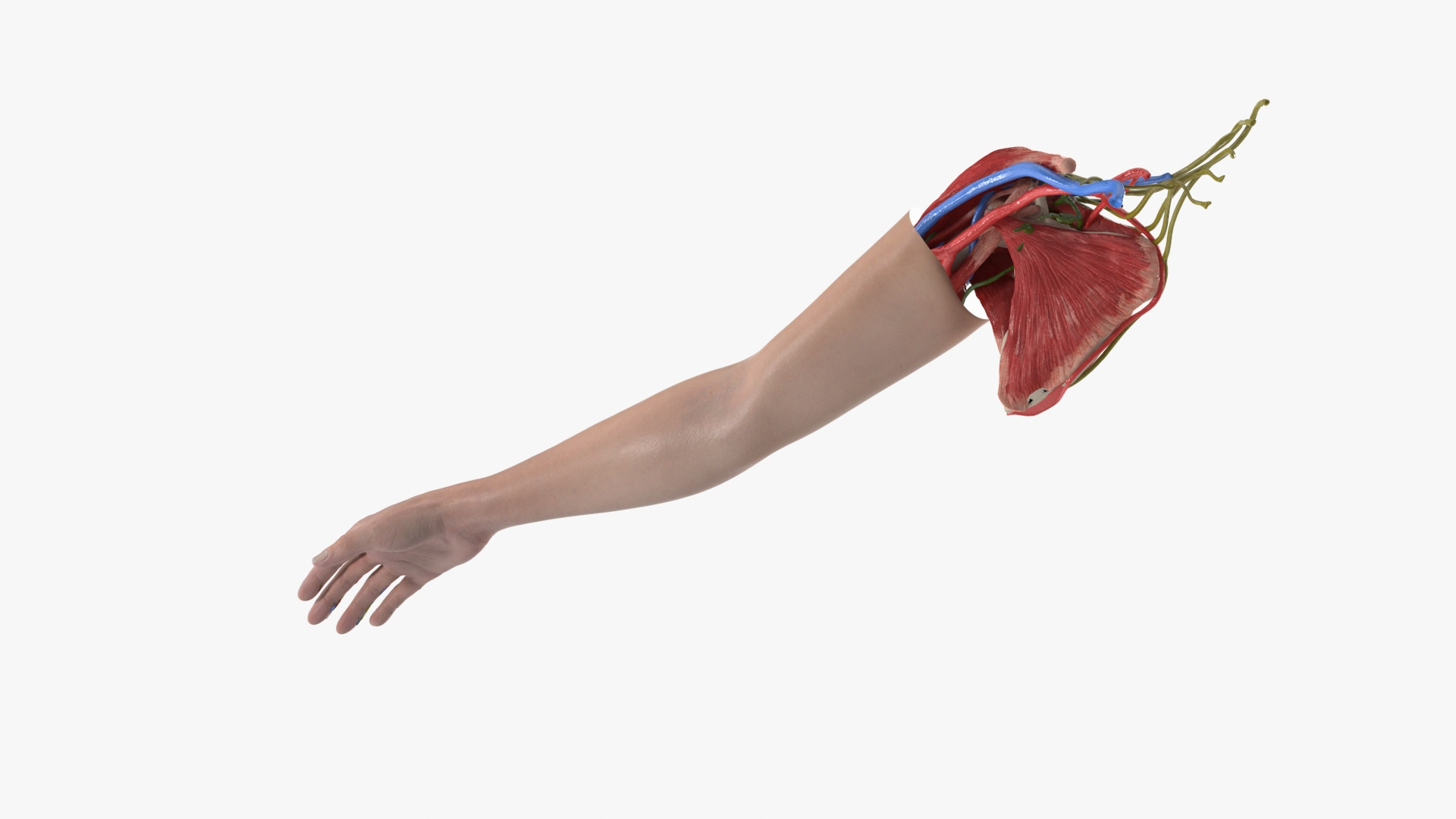 Arm Skin And Anatomy Asian Female 3D Model - TurboSquid 2309957