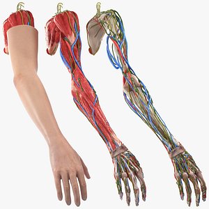 Arm Skin and Anatomy Asian Female 3D model