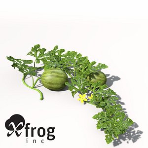 3d xfrogplants watermelon plant water model
