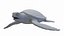 Green Sea Turtle model