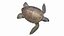 Green Sea Turtle model