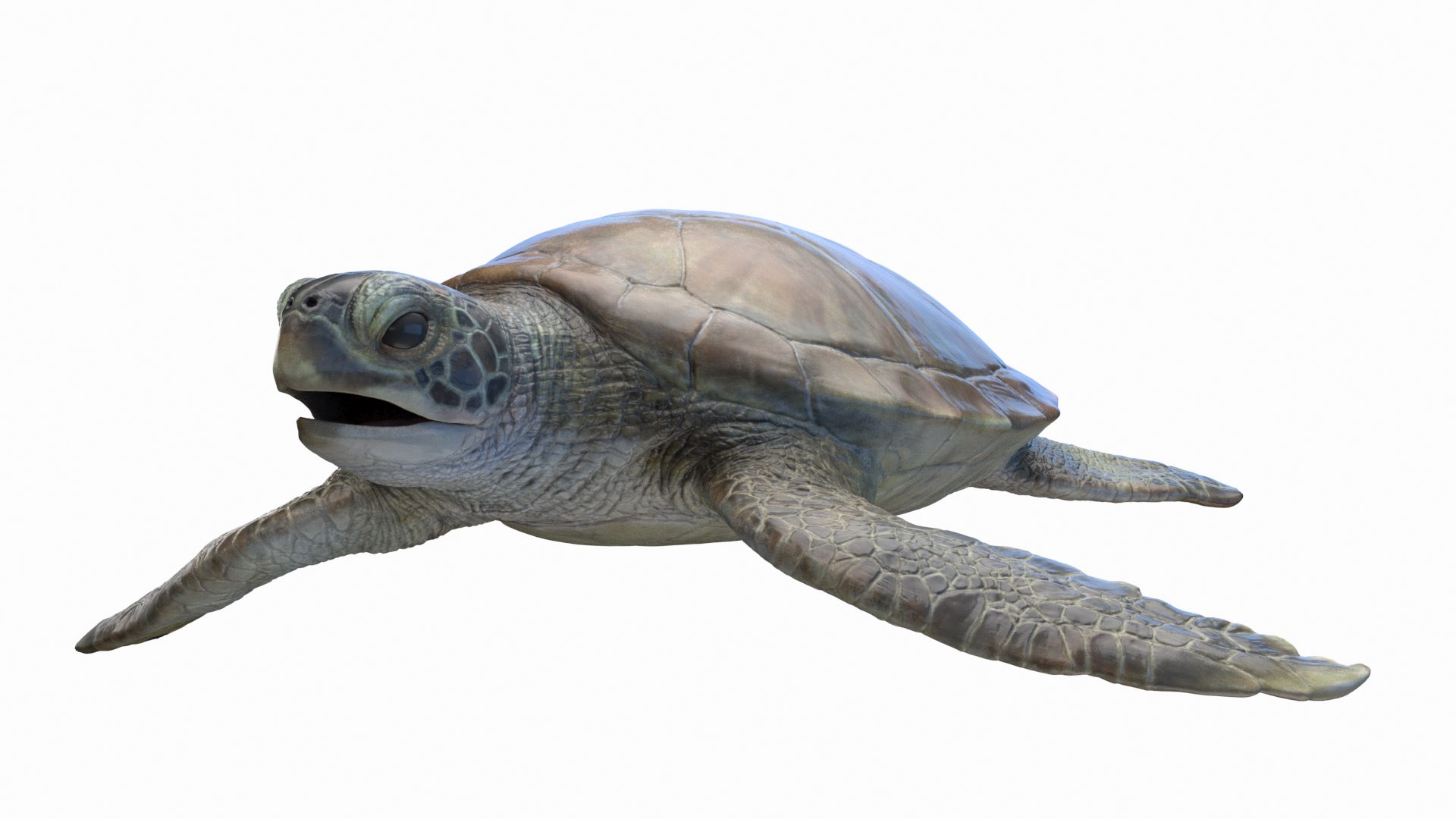 Green Sea Turtle Model - TurboSquid 2006079