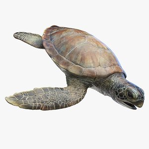 Green Sea Turtle model