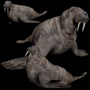 walrus rigged 3D model