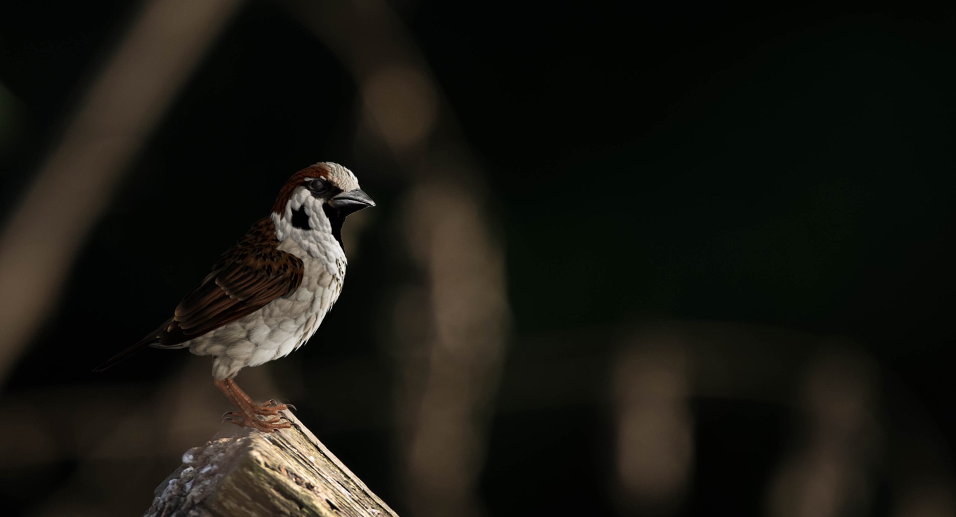 Rigged Birds Collection 4 3D model https://p.turbosquid.com/ts-thumb/Fa/es2qtE/0n/riggedbirdscollection4mb3dmodel061/jpg/1672315019/1920x1080/fit_q87/c7dcc8a8b36883f936df4bedde701a1172e8c4e8/riggedbirdscollection4mb3dmodel061.jpg