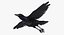 Collection d'oiseaux truqués 4