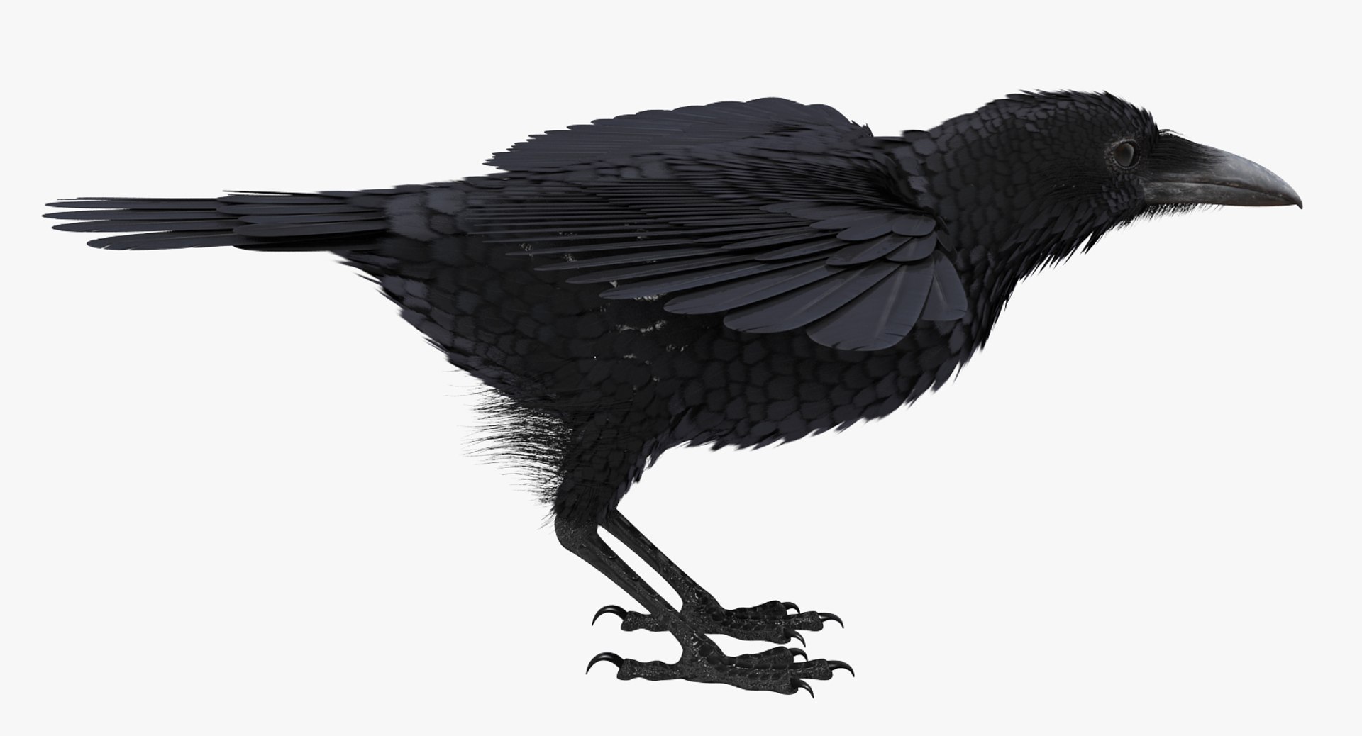 Rigged Birds Collection 4 3D model https://p.turbosquid.com/ts-thumb/Fa/es2qtE/2G/riggedbirdscollection4mb3dmodel079/jpg/1672315073/1920x1080/fit_q87/cedb739a54554371791485606ca05b15939b7494/riggedbirdscollection4mb3dmodel079.jpg