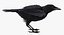 Collection d'oiseaux truqués 4