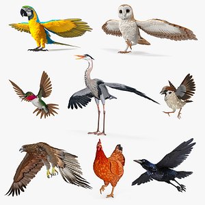Rigged Birds Collection 4 3D model