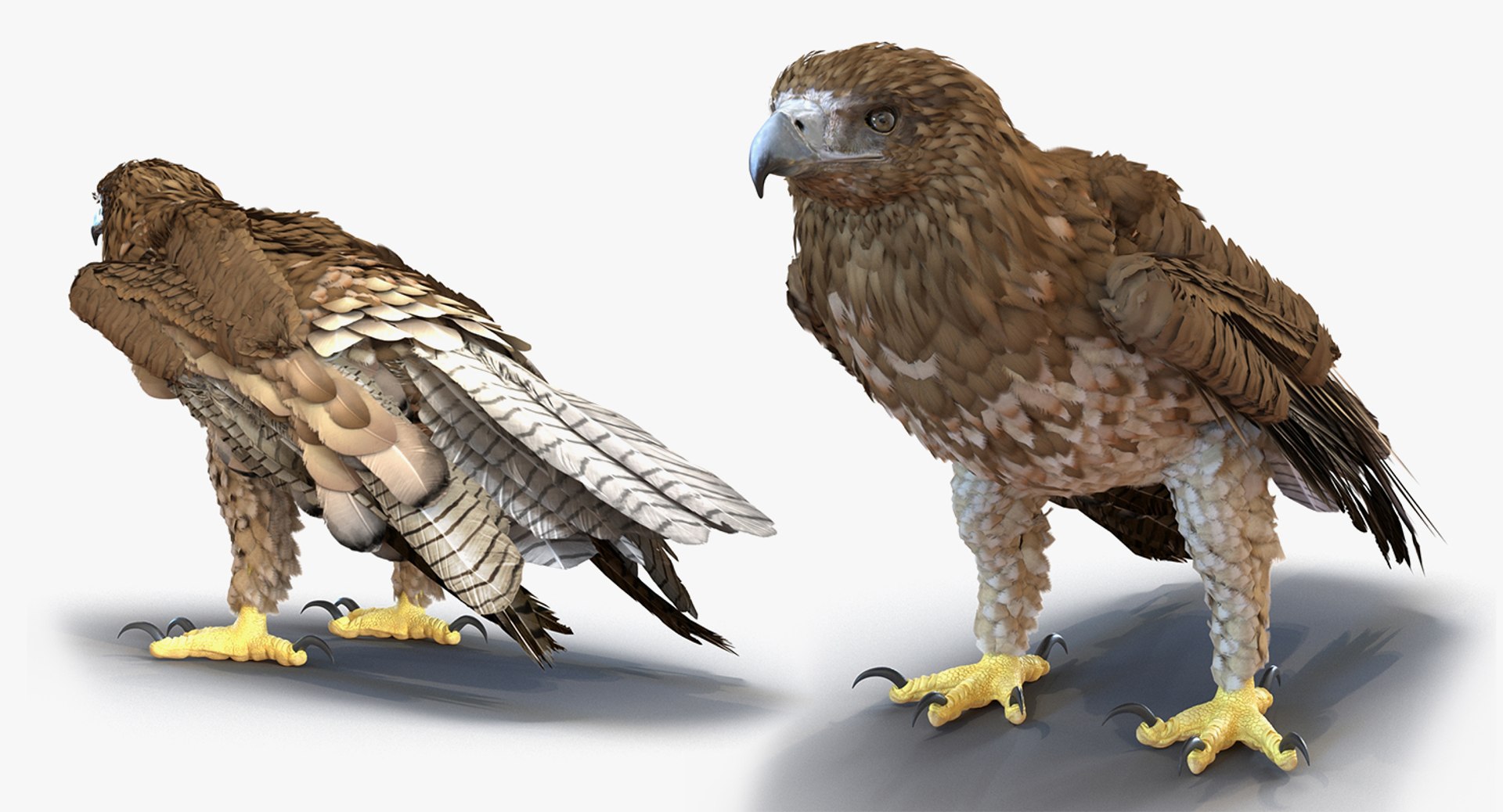 Rigged Birds Collection 4 3D model https://p.turbosquid.com/ts-thumb/Fa/es2qtE/6J/riggedbirdscollection4mb3dmodel099/jpg/1672315133/1920x1080/fit_q87/104db98b37c9d49aa518768d512846a0c5ac696e/riggedbirdscollection4mb3dmodel099.jpg