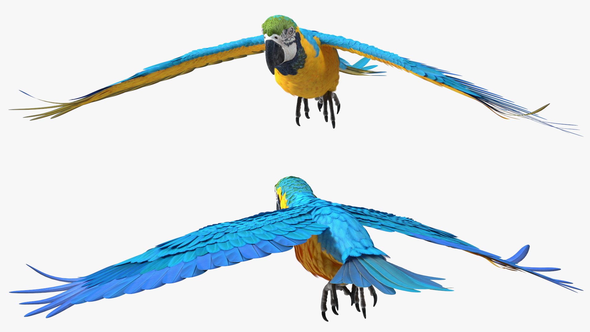 Rigged Birds Collection 4 3D model https://p.turbosquid.com/ts-thumb/Fa/es2qtE/6z/riggedbirdscollection4mb3dmodel044/jpg/1672314968/1920x1080/fit_q87/d9efb83cedbbe5c7c098a680fa46f2f50afdda13/riggedbirdscollection4mb3dmodel044.jpg